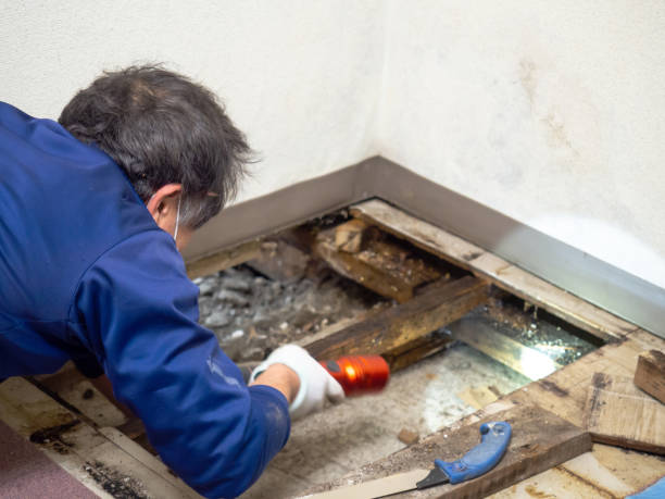 Best Residential Mold Remediation in Lake St Croix Beach, MN