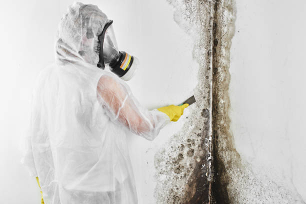 Best DIY Mold Remediation Support Services in Lake St Croix Beach, MN