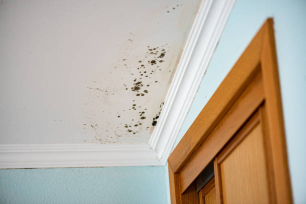 Best Basement Mold Remediation in Lake St Croix Beach, MN