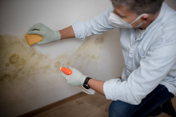Best Post-Flood Mold Remediation in Lake St Croix Beach, MN